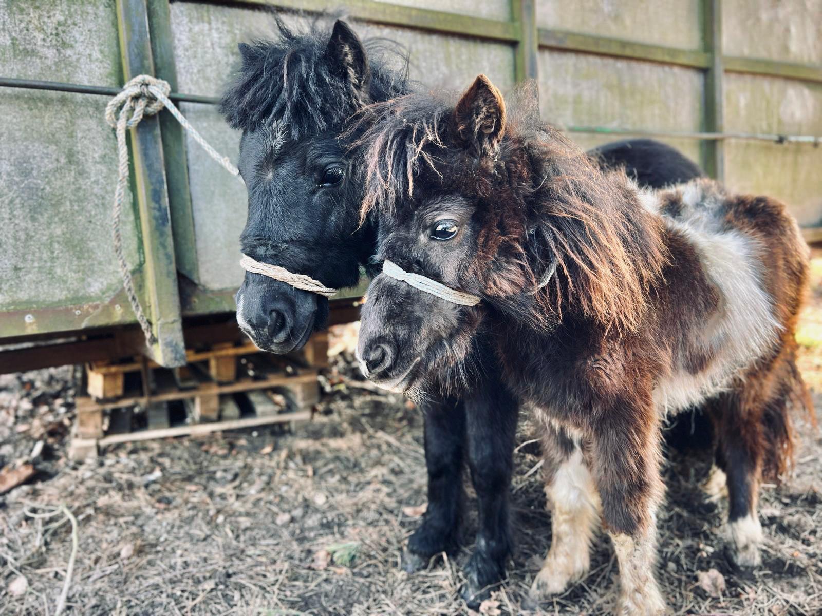 Lelek_i_mama (2).jpeg